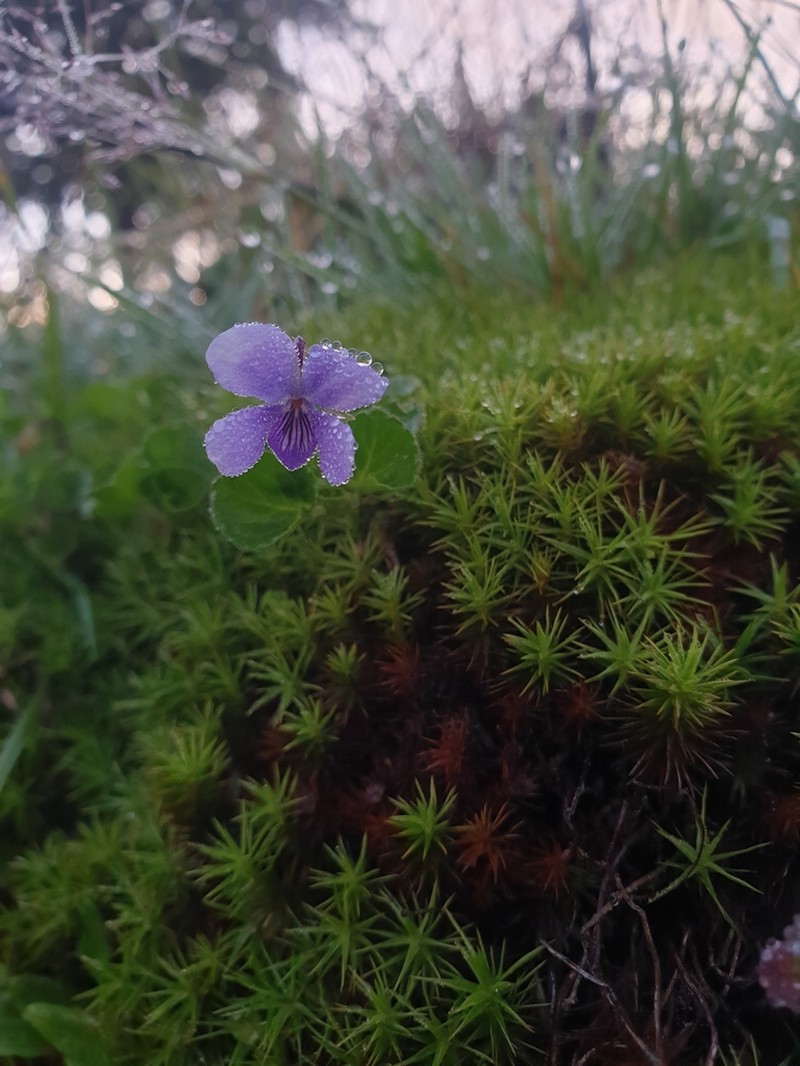 Viola eminii photo 3