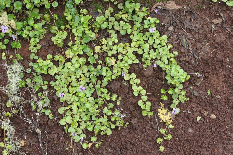 Viola eminii photo 4