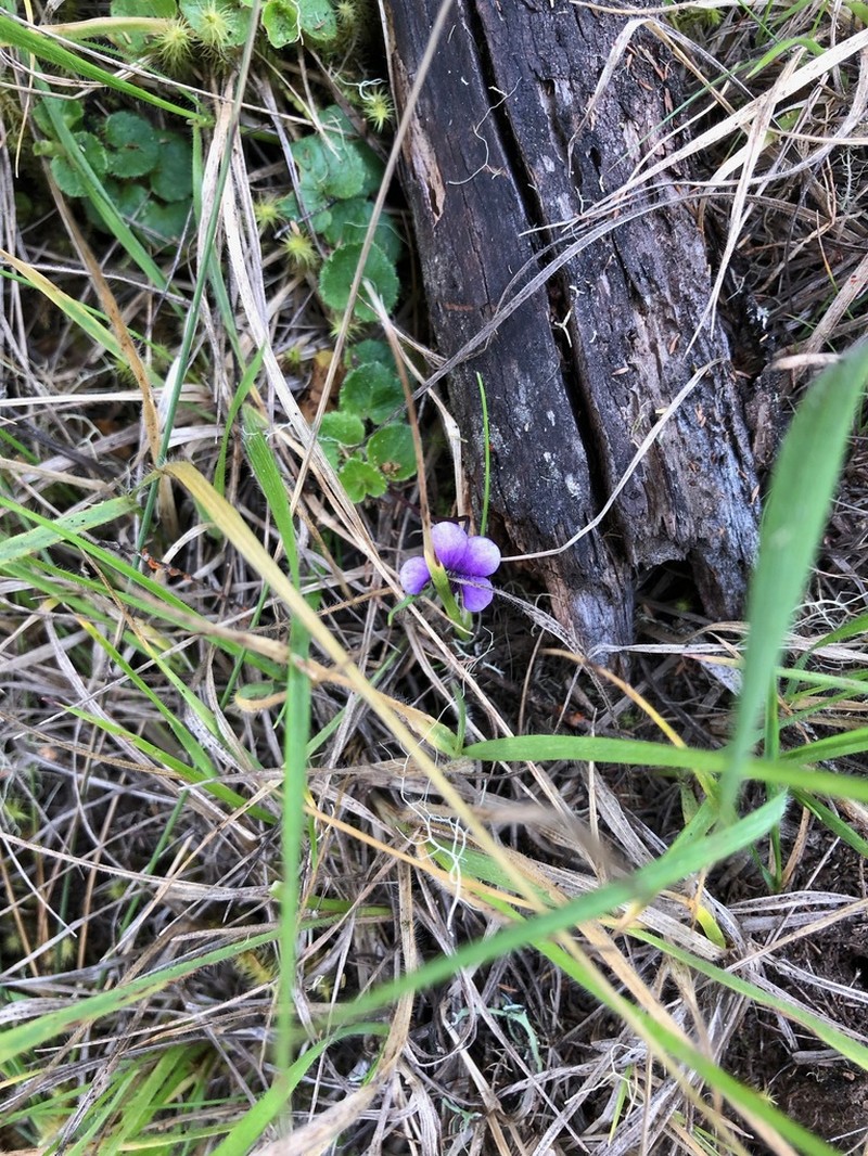 Viola eminii photo 5