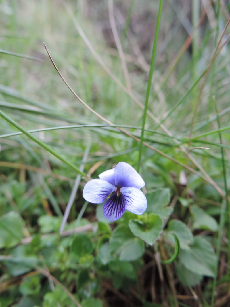Viola eminii photo 6