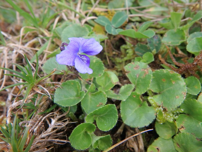 Viola eminii photo 7