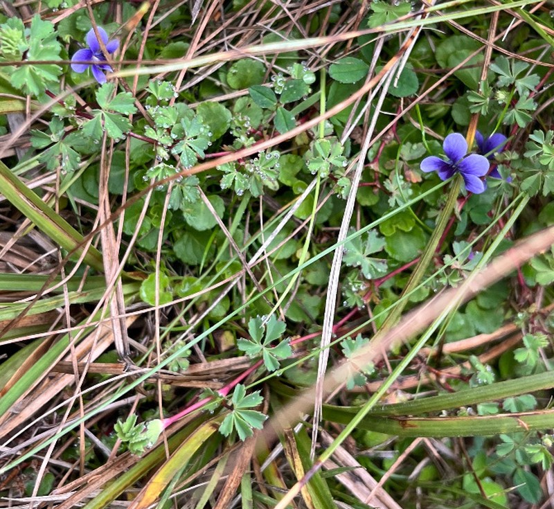 Viola eminii photo 8