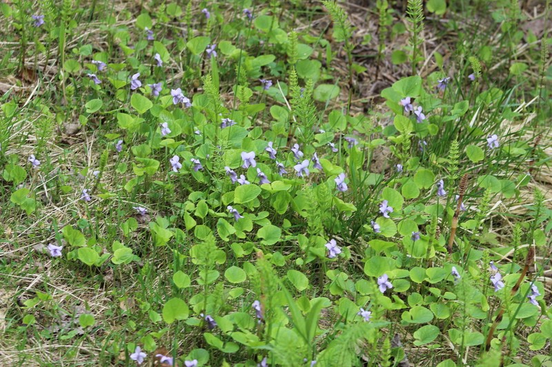 Dwarf Marsh Violet photo 2