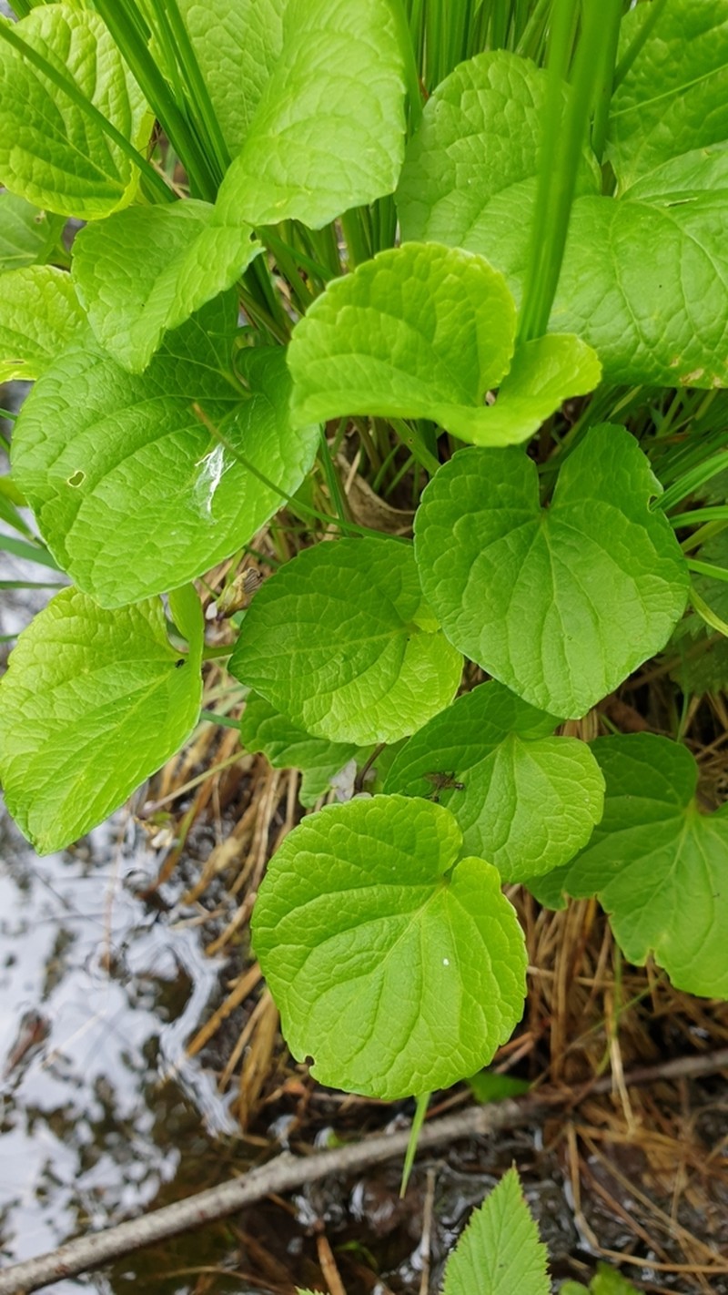 Dwarf Marsh Violet photo 3