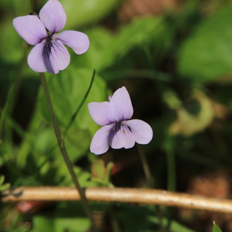 Dwarf Marsh Violet photo 4
