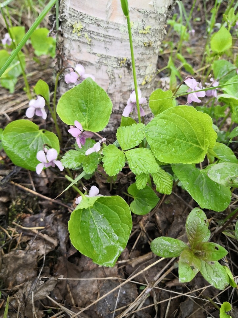 Dwarf Marsh Violet photo 5
