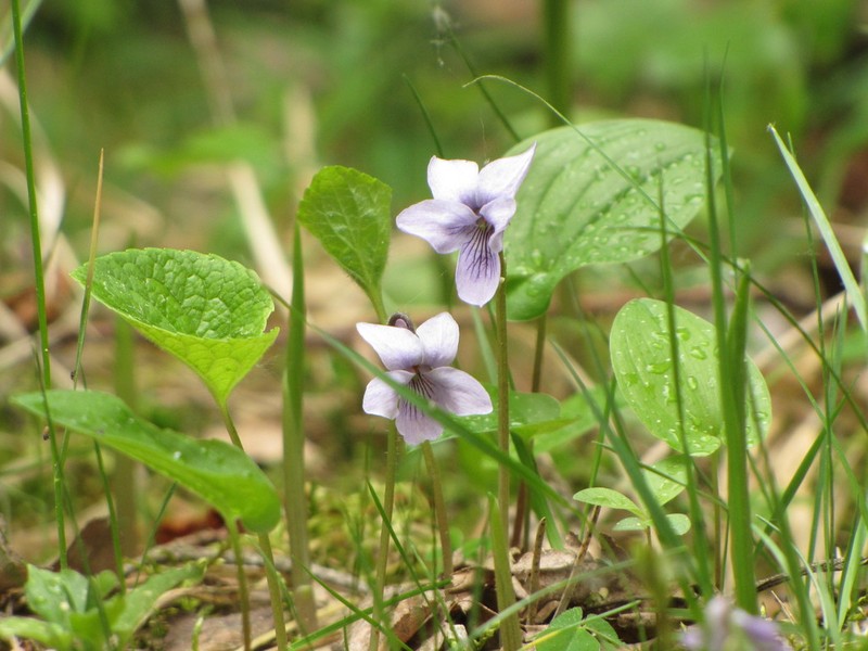 Dwarf Marsh Violet photo 6