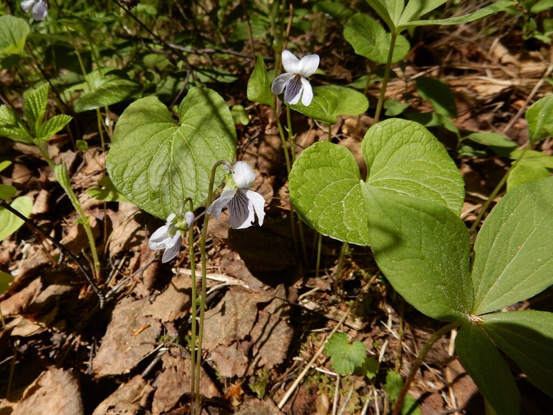Dwarf Marsh Violet photo 7