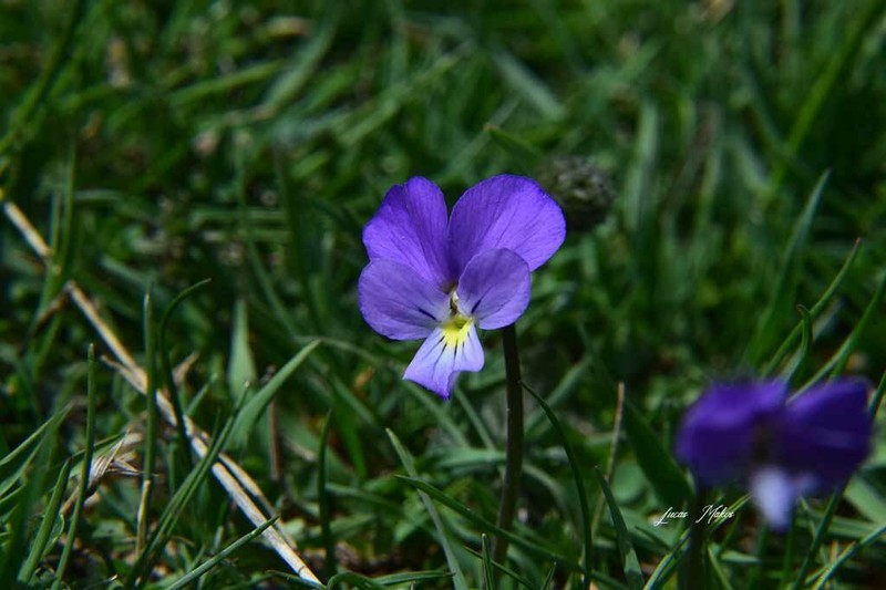 Viola epirota