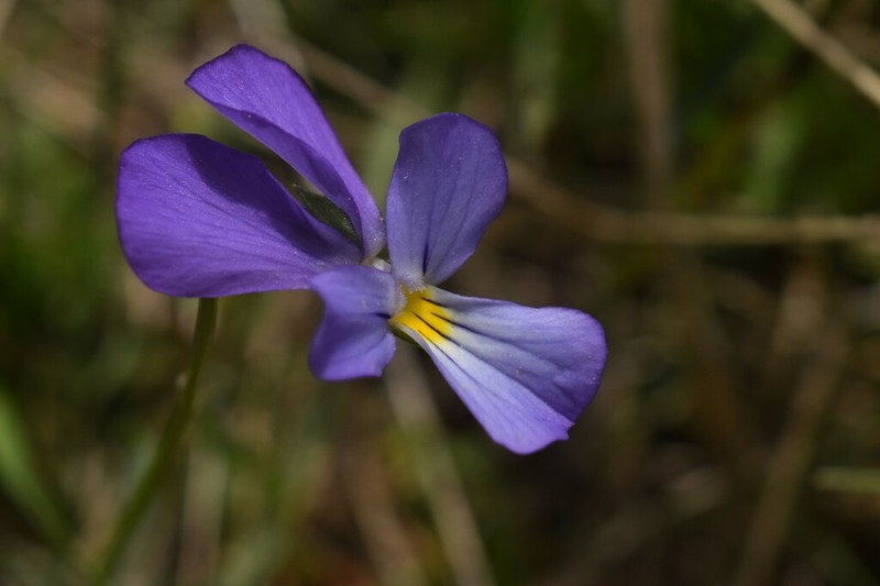 Viola epirota photo 2