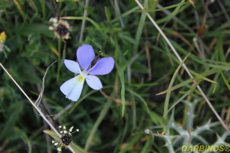 Viola epirota photo 3