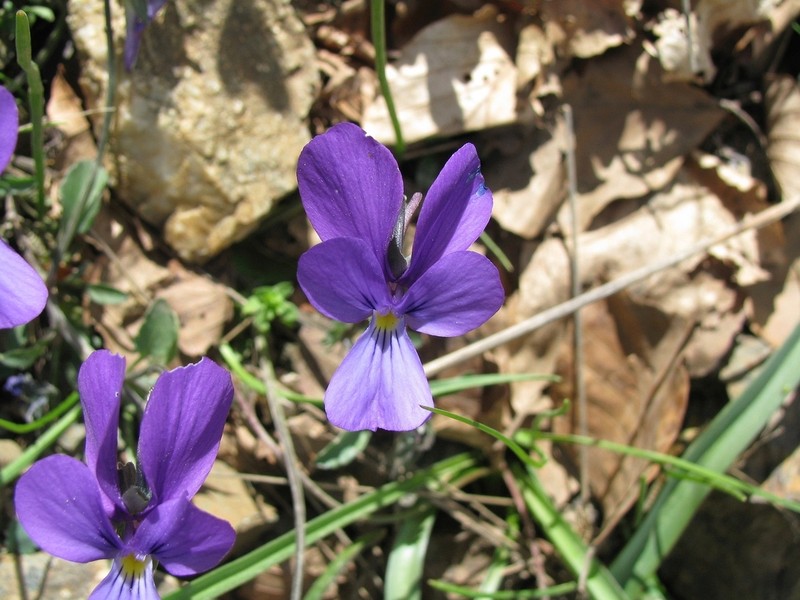Viola epirota photo 4