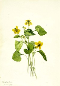 Viola eriocarpa