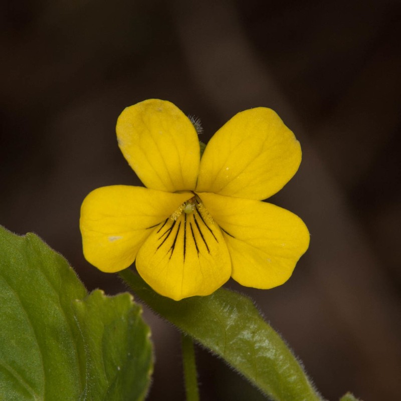 Viola eriocarpa photo 2