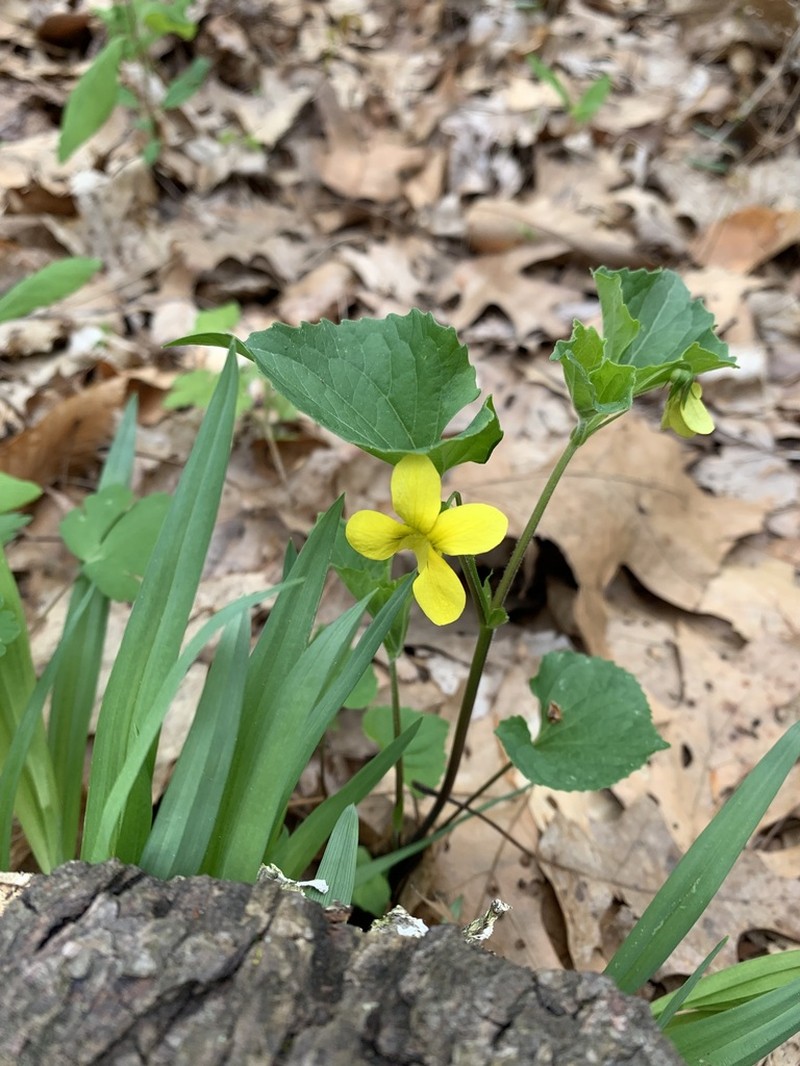 Viola eriocarpa photo 3