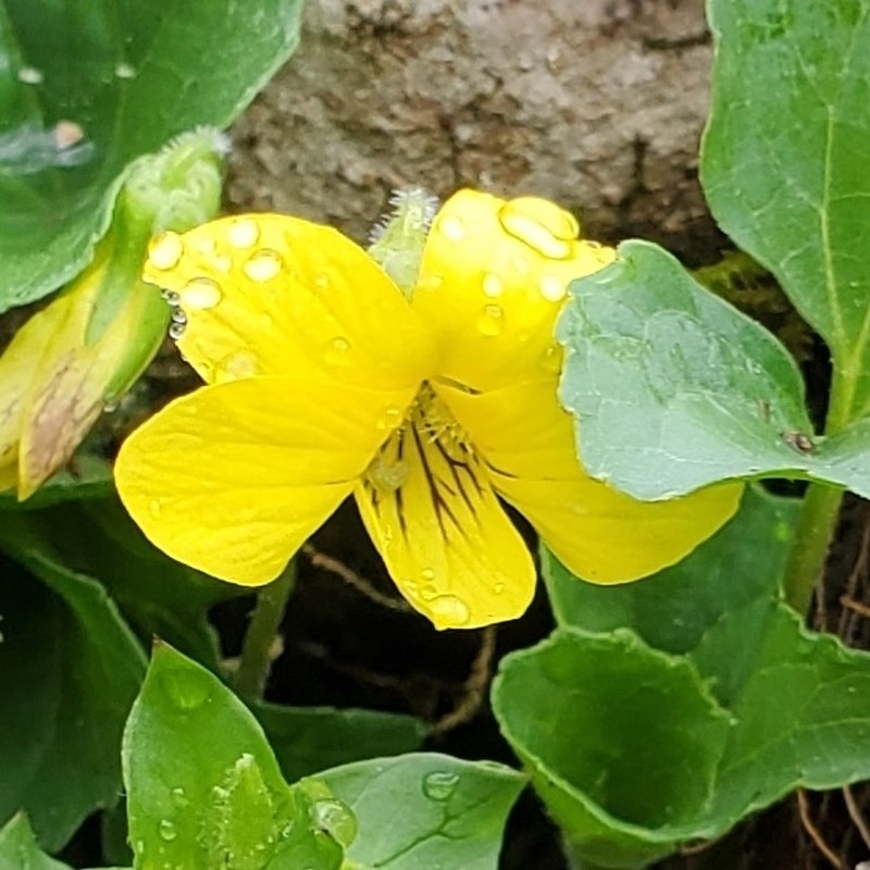 Viola eriocarpa photo 5