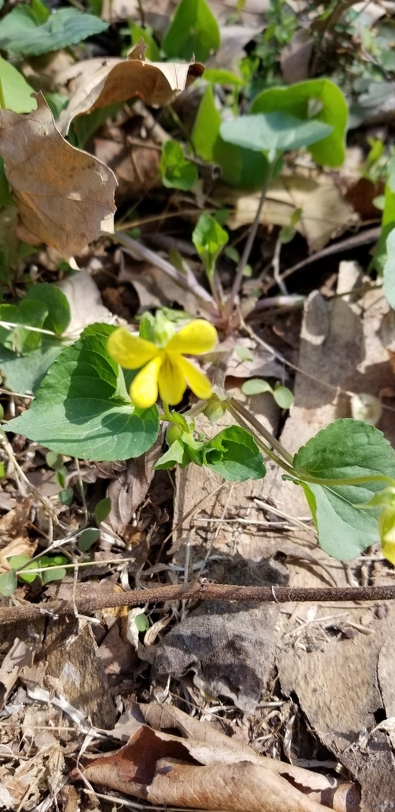 Viola eriocarpa photo 6