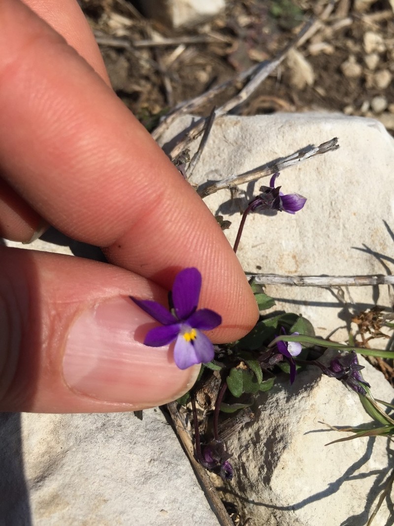 Viola ermenekensis