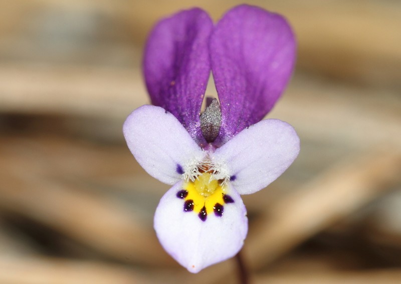 Viola ermenekensis photo 2