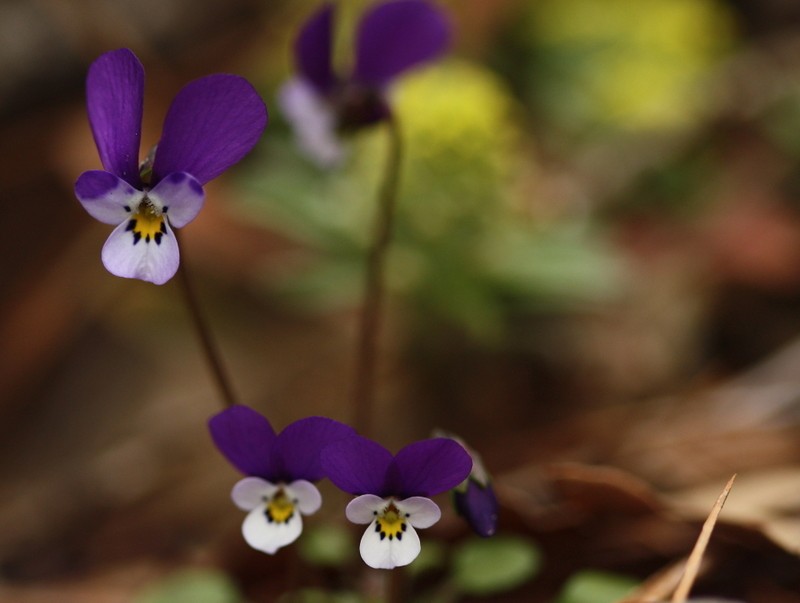Viola ermenekensis photo 3