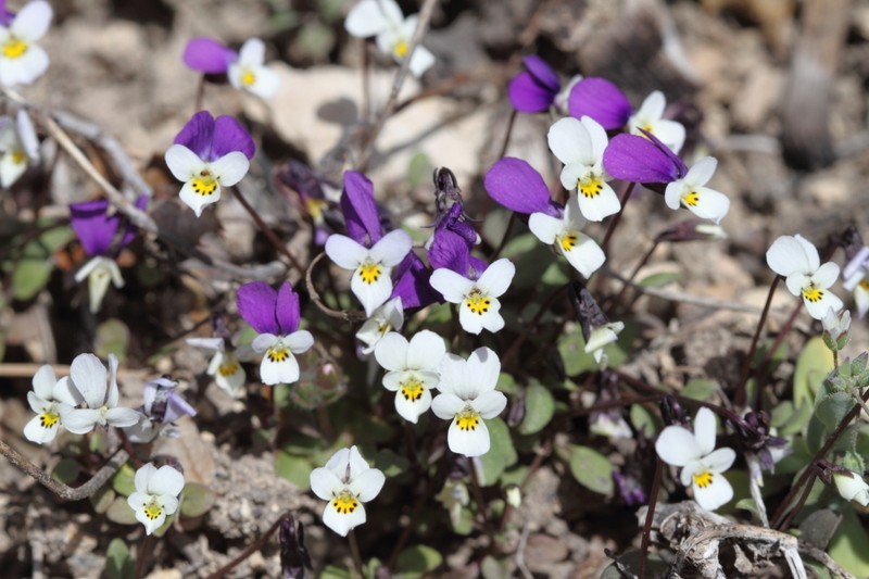 Viola ermenekensis photo 4