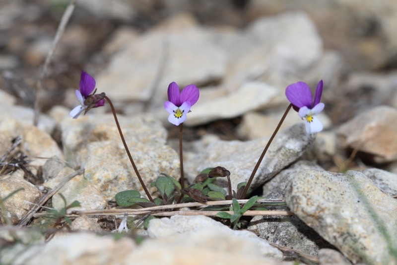 Viola ermenekensis photo 5