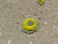 Viola escarapela