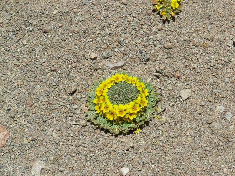 Viola escarapela