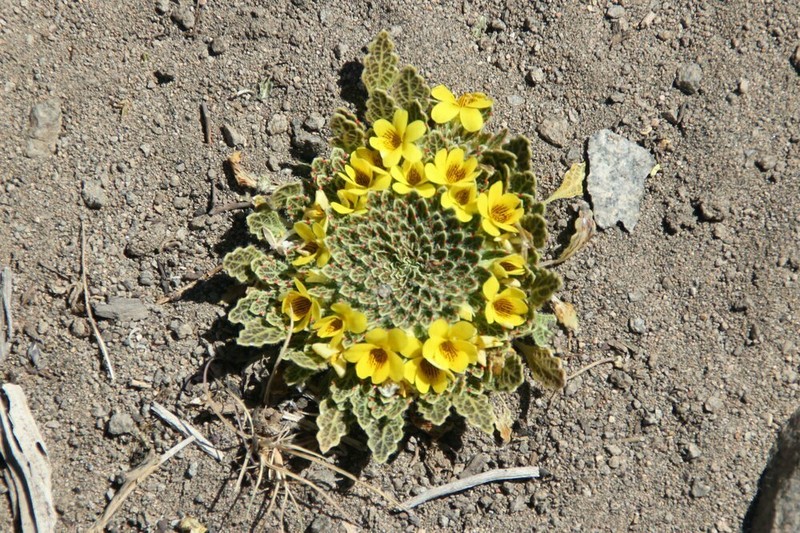 Viola escarapela photo 2
