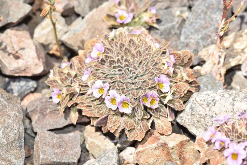 Viola escarapela photo 3