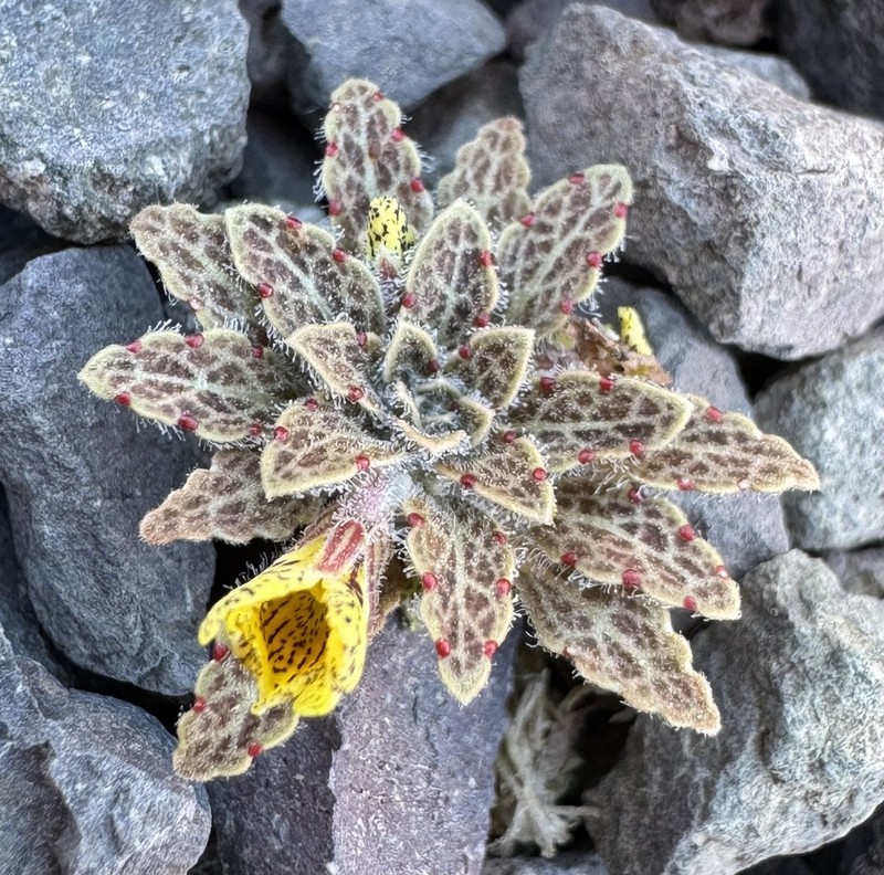 Viola escarapela photo 4
