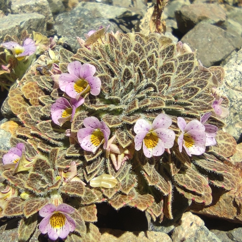 Viola escarapela photo 5
