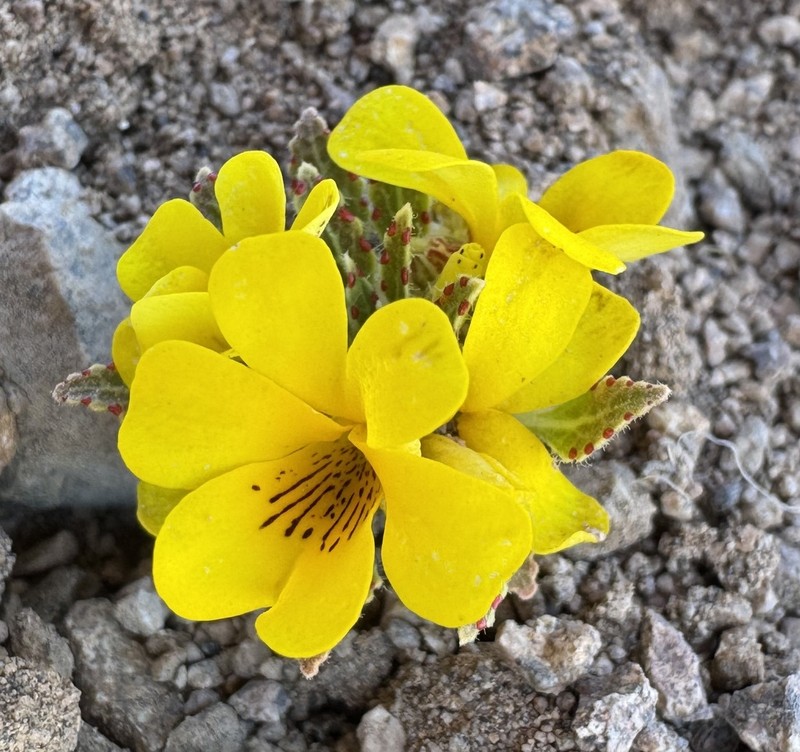 Viola escarapela photo 6