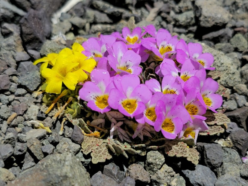 Viola escarapela photo 7
