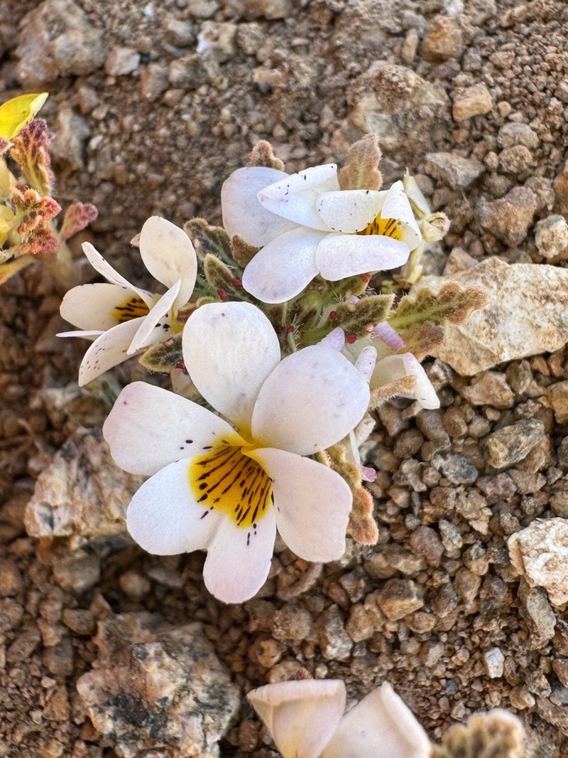 Viola escarapela photo 8