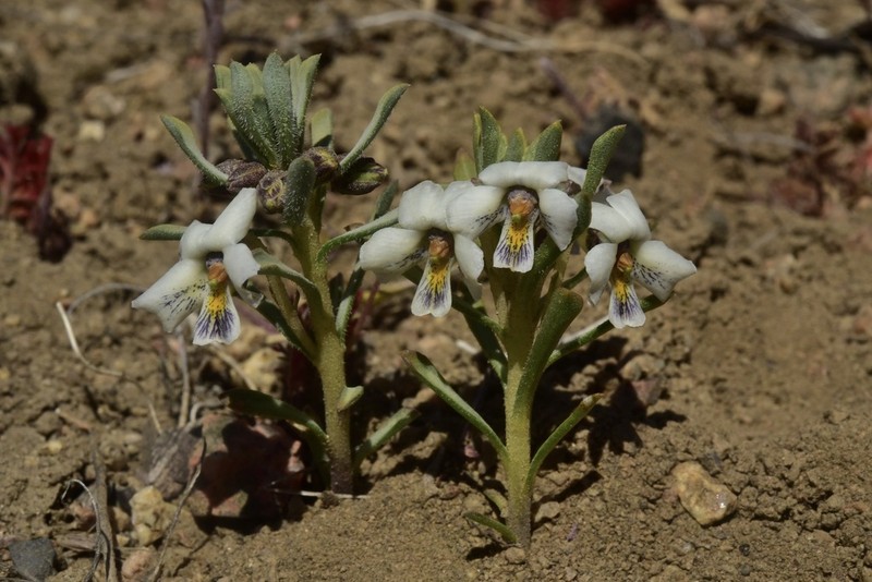 Viola escondidaensis