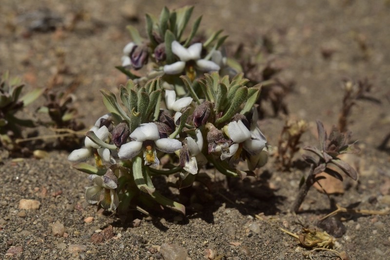 Viola escondidaensis photo 2