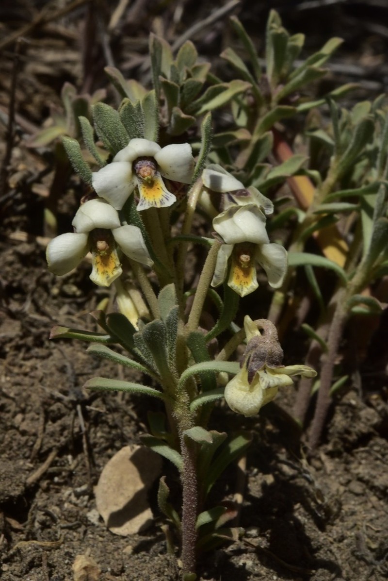 Viola escondidaensis photo 3