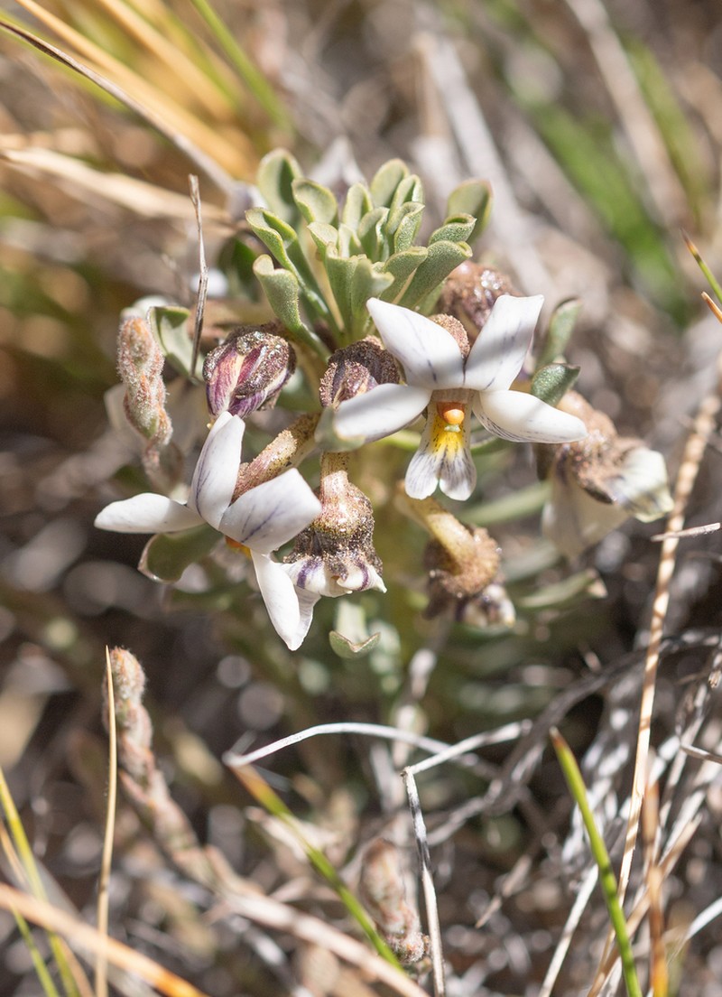 Viola escondidaensis photo 4
