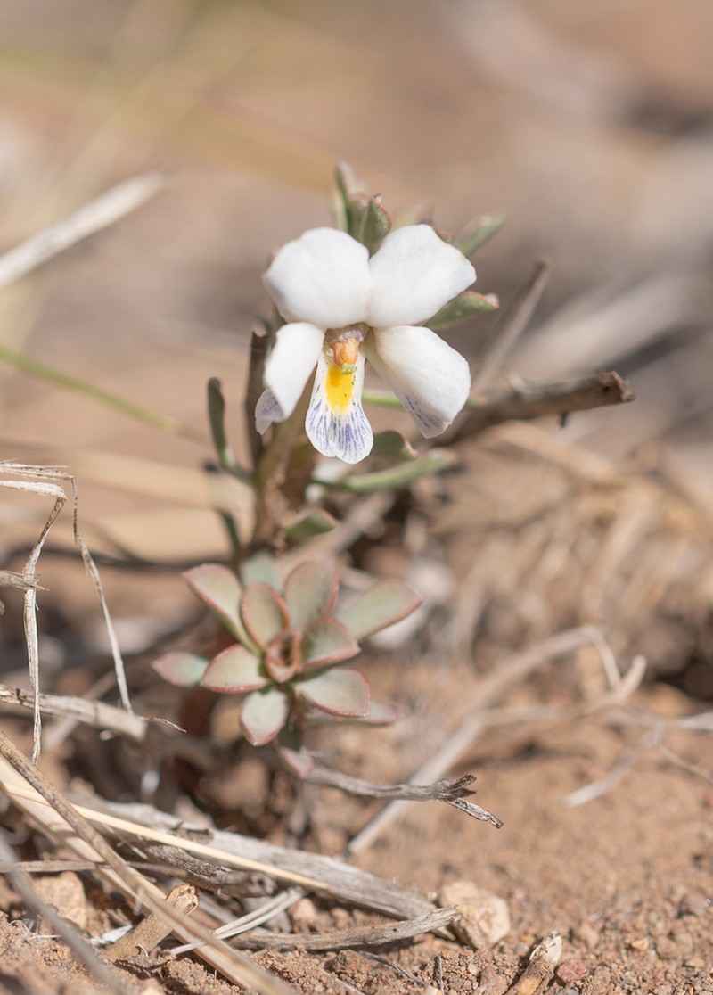 Viola escondidaensis photo 5