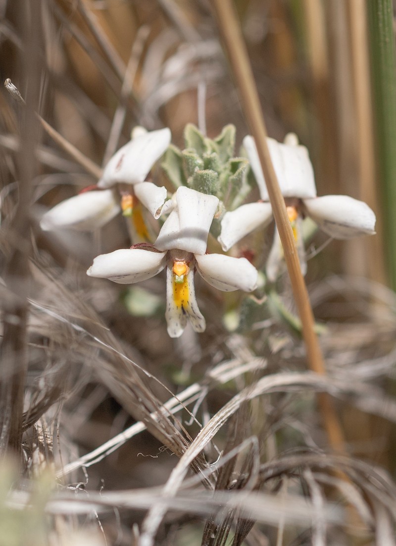 Viola escondidaensis photo 6