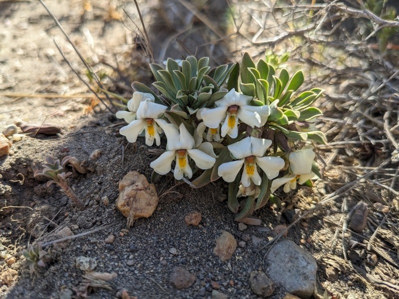 Viola escondidaensis photo 7