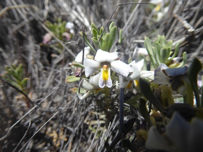 Viola escondidaensis photo 8