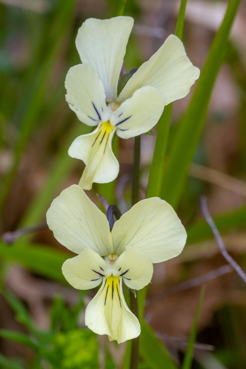 Viola etrusca