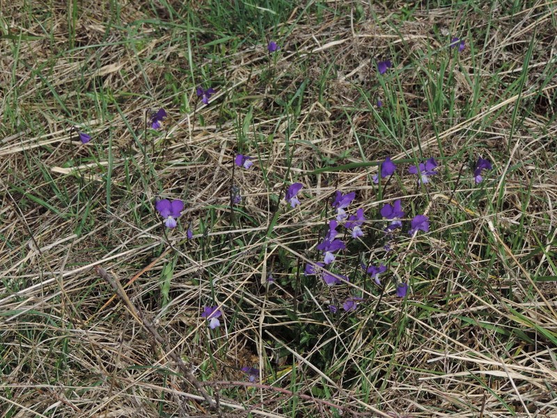 Viola etrusca photo 2