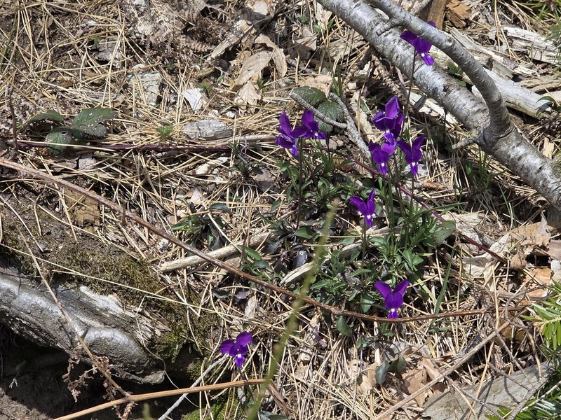 Viola etrusca photo 3