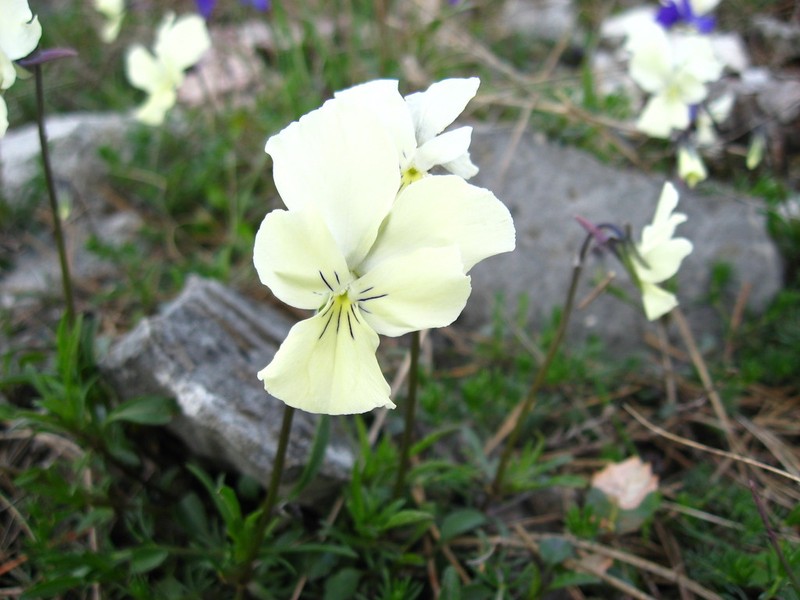 Viola etrusca photo 4