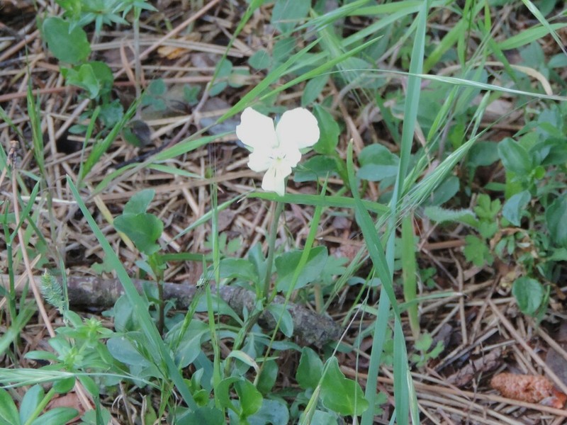 Viola etrusca photo 5