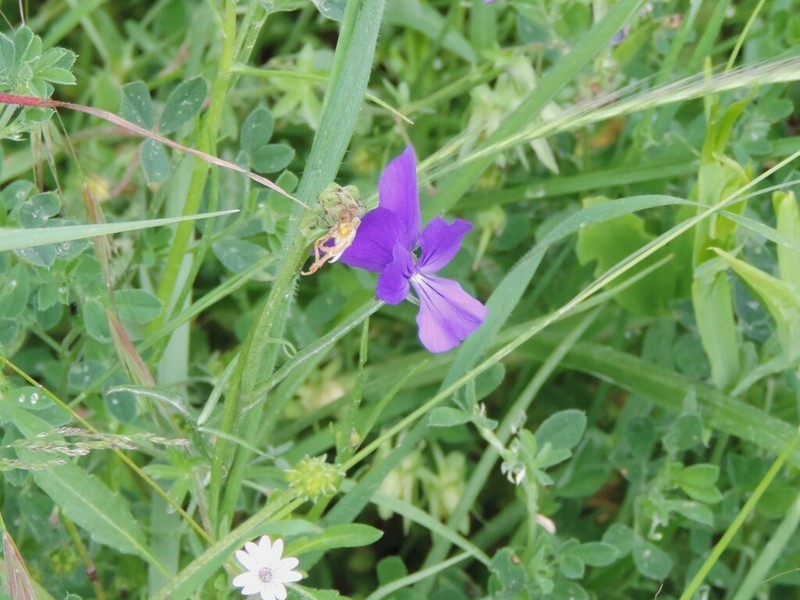 Viola etrusca photo 6