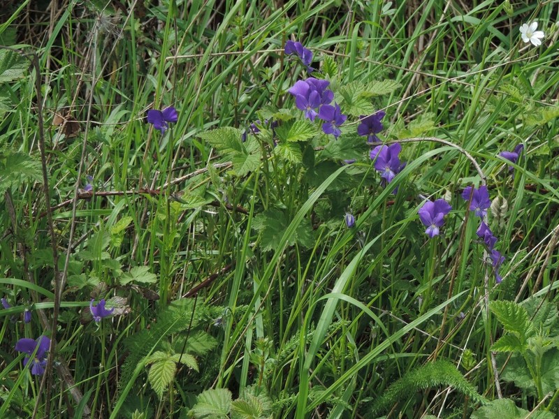 Viola etrusca photo 7